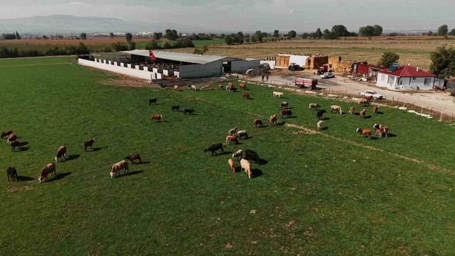 Amasya'da şap alarmı hayvan pazarlarını kapattırdı! 200 binden fazla büyükbaş aşılanıyor