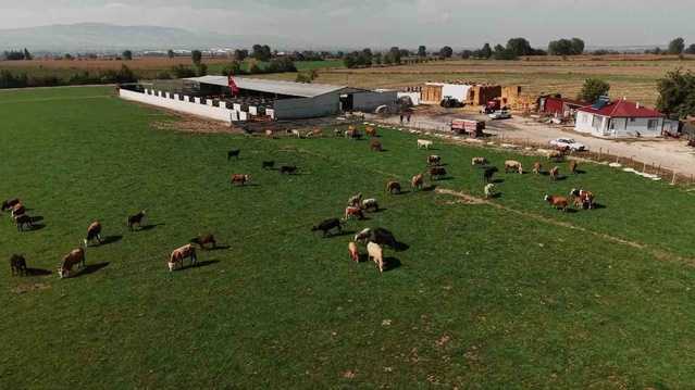 Amasya'da şap hastalığına karşı 200 binden fazla büyükbaş aşılanıyor