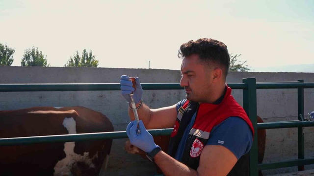 Amasya'da şap alarmı hayvan pazarlarını kapattırdı! 200 binden fazla büyükbaş aşılanıyor