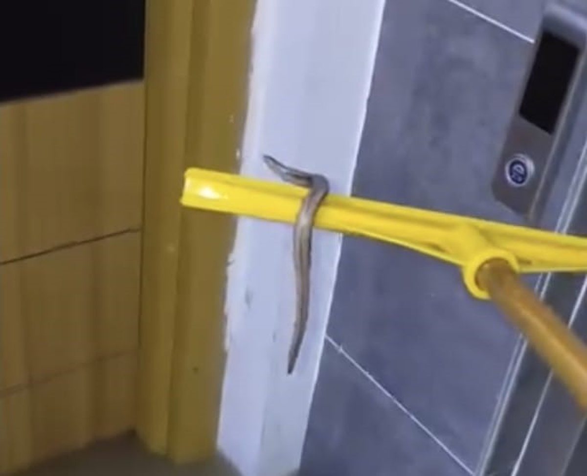 Sağanakta su basan Arnavutköy\'deki bodrumda yılanı gören vatandaşlar çek pasla çıkardı