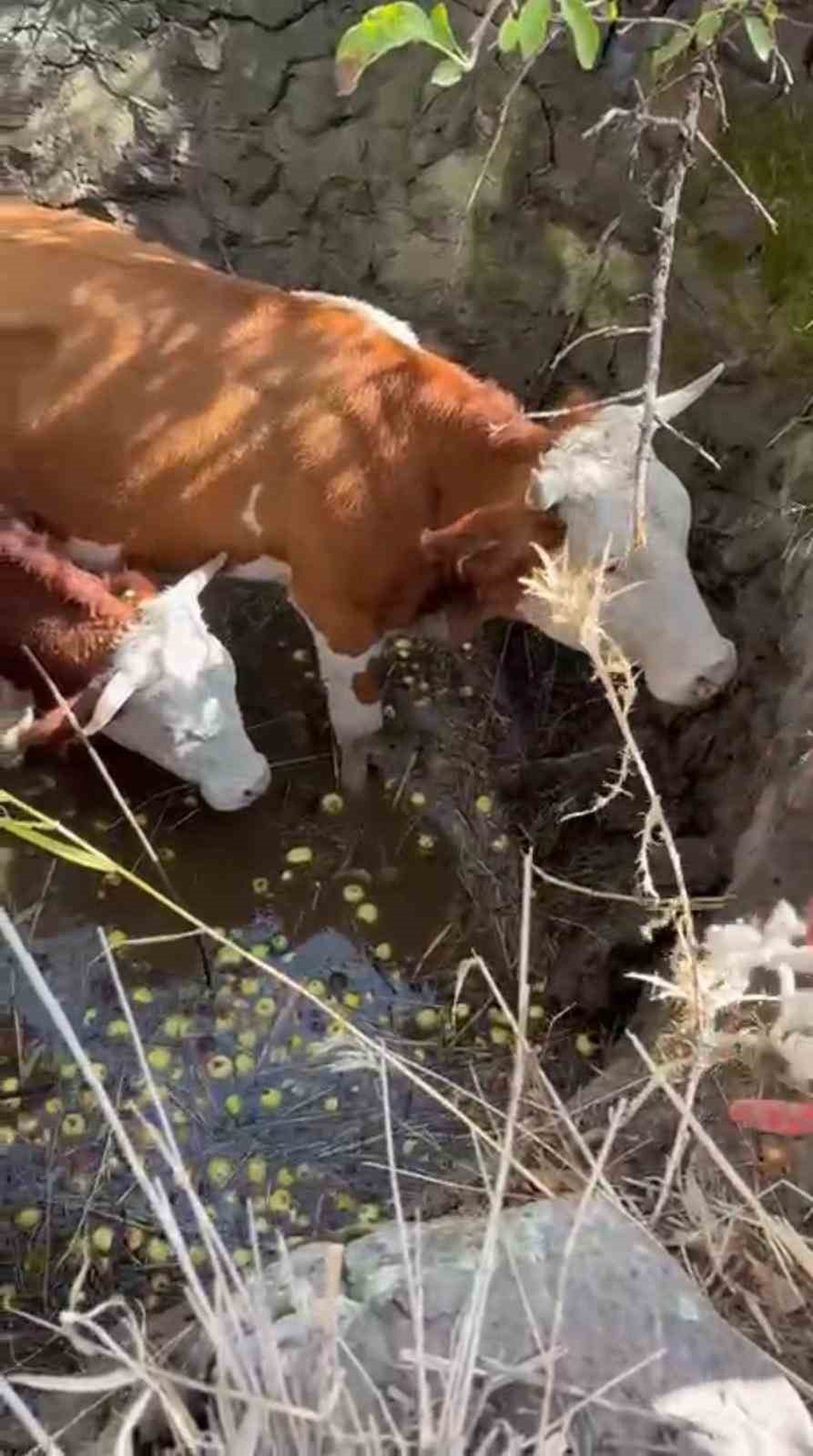 Bingöl Gültepesi\'nde çukura düşen 2 inek, itfaiye ve AFAD\'ın çalışmasıyla kurtarıldı.