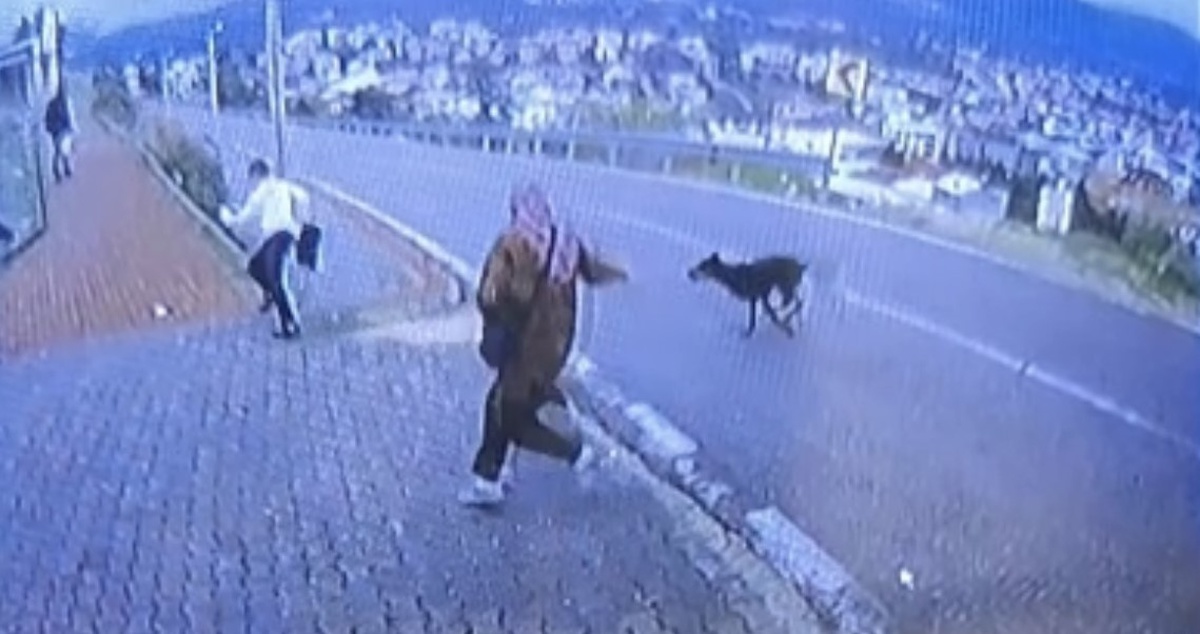 Orhangazi\'de minibüs durağında köpek paniği: Kaçan 11 yaşındaki çocuğun bacağı kırıldı
