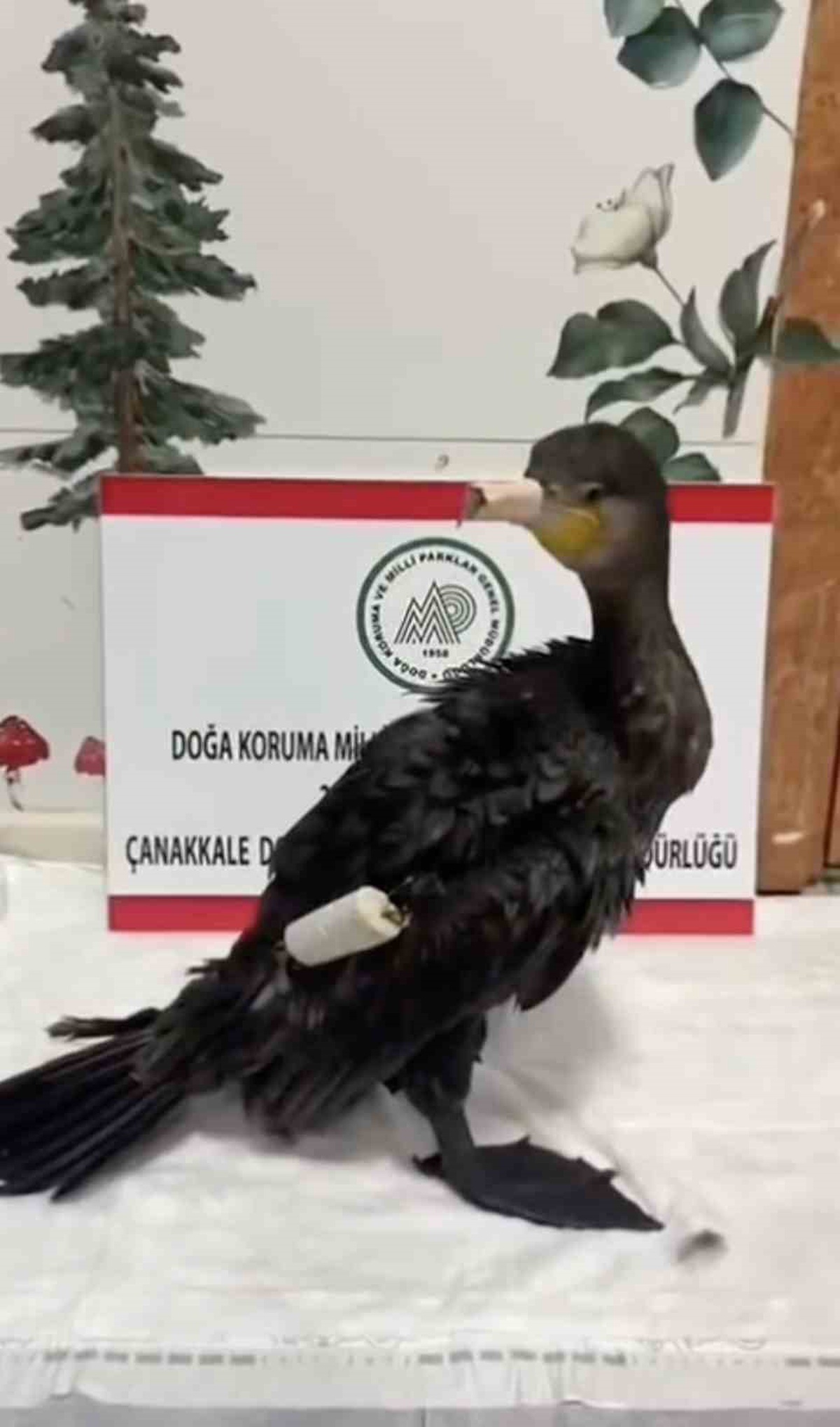 Çanakkale\'de yaralı karabatak DKMP tedavisiyle 24 saatte doğaya döndü