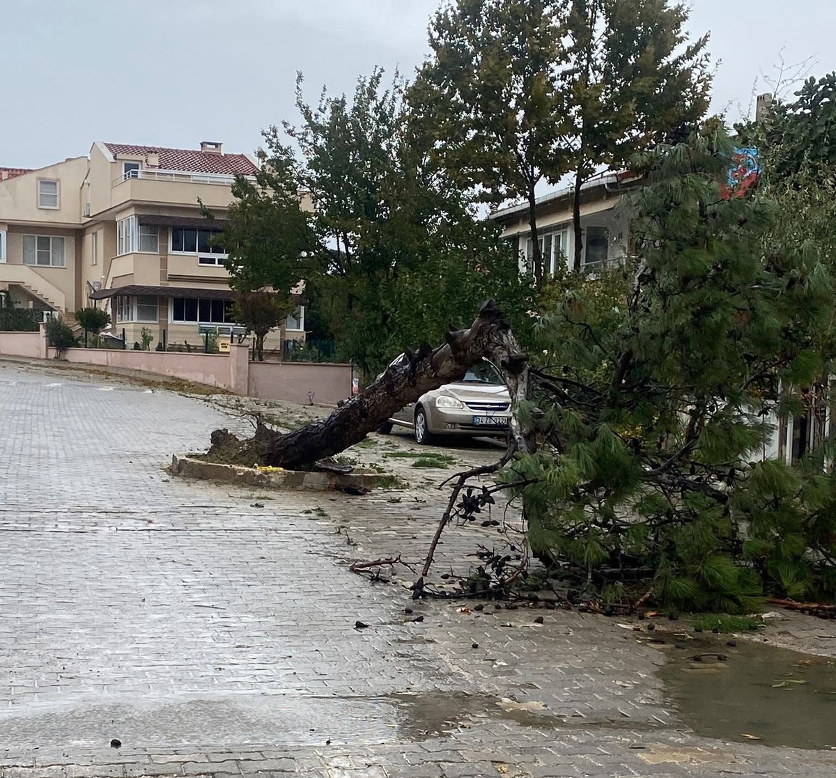 Edirne Keşan\'da fırtına çam ağacını yola devirdi, sahil işletmeleri de etkilendi