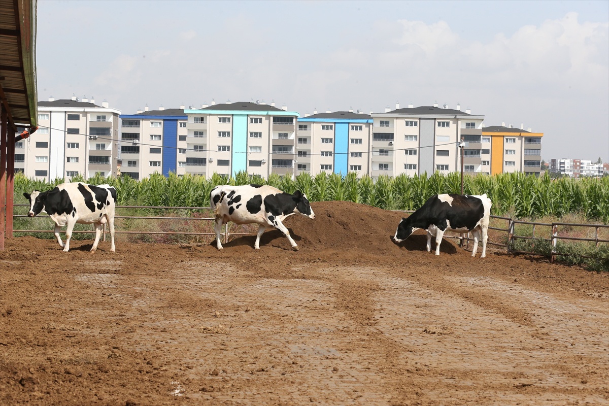 ERÜ araştırması gübre tepesinin süt ineklerinde dışkılamayı 5,5 kat artırdığını buldu