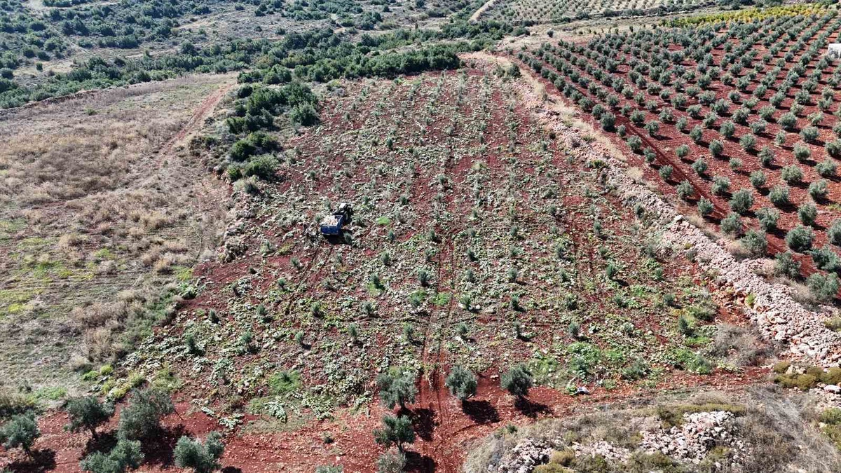 Hatay Altınözü\'nde 30 kiloluk beyaz kabak hasadı yağış nedeniyle 15-20 gün gecikti