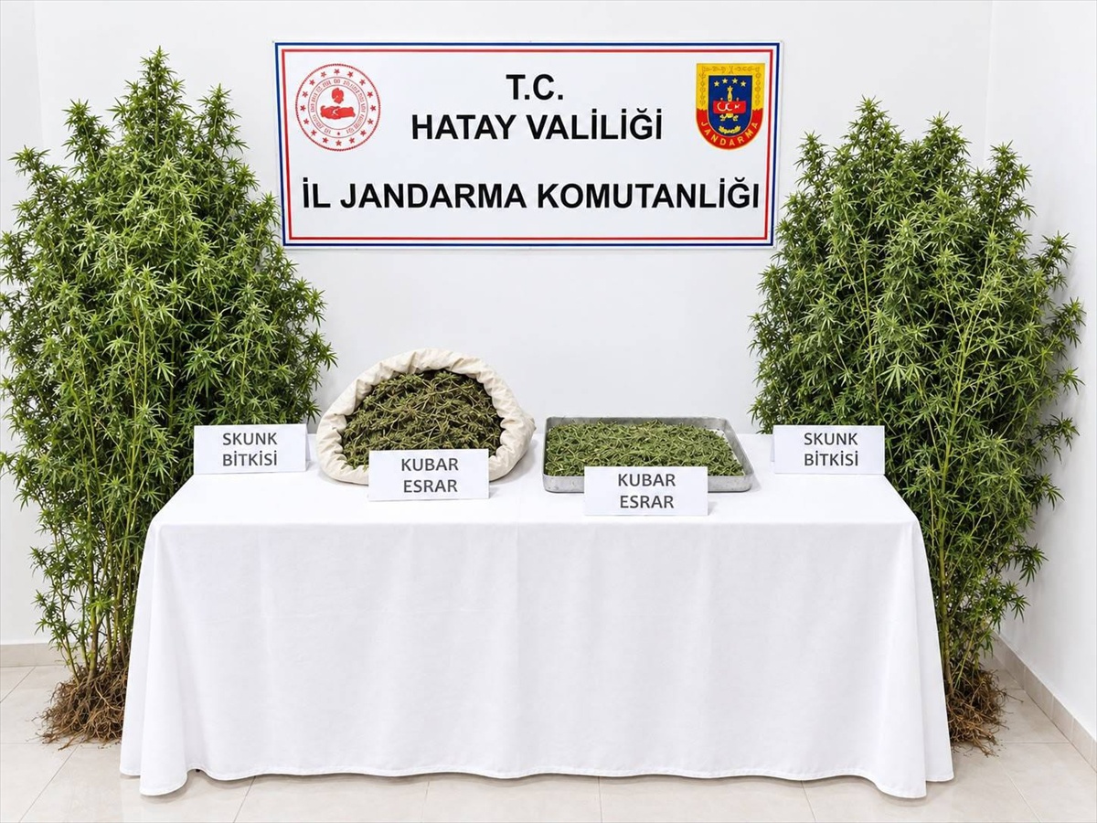Hatay Altınözü\'nde kenevir yetiştiren zanlı 1 kilo 150 gram kubar esrarla tutuklandı
