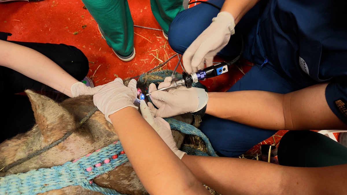 Retinada sorun saptanan 7 yaşındaki güreş devesine MAKÜ\'de kök hücre tedavisi başladı