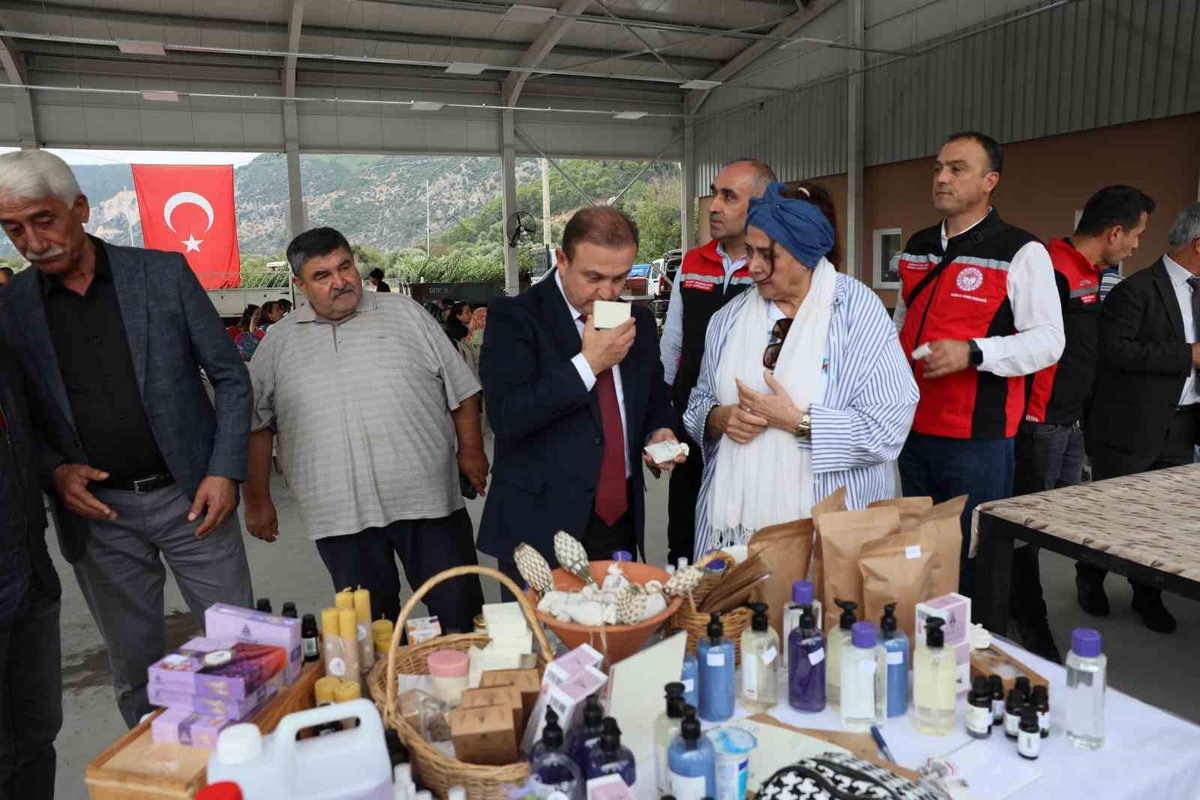 Muğla Ula\'da defne hasadında üreticilere yüzde 75 hibeli 36 bin 601 fidan dağıtılacak