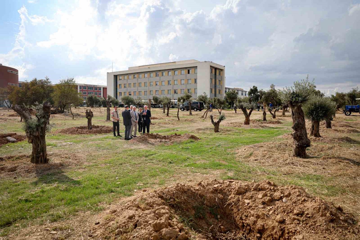 ADÜ, Nysa Antik Kenti\'ndeki tarihi zeytin ağaçlarını Merkez Kampüs\'e taşıdı