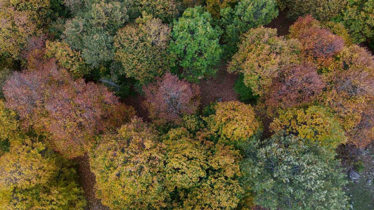 Yozgat\'taki 1550 rakımlı Şebek Geçidi sonbahar renkleriyle dronla görüntülendi