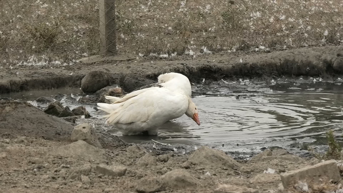 Yozgat\'ta kaz varlığı son yıllarda 18 binden 35 bine yükseldi