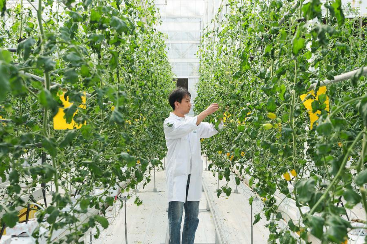 Anhui Changfeng\'de tohumculuk şirketlerine destek için entegre platform kuruldu