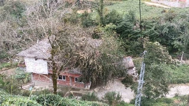 Hopa, Borçka ve Kemalpaşa'da rüzgâr ağaçları devirdi, araç ve yapılar zarar gördü
