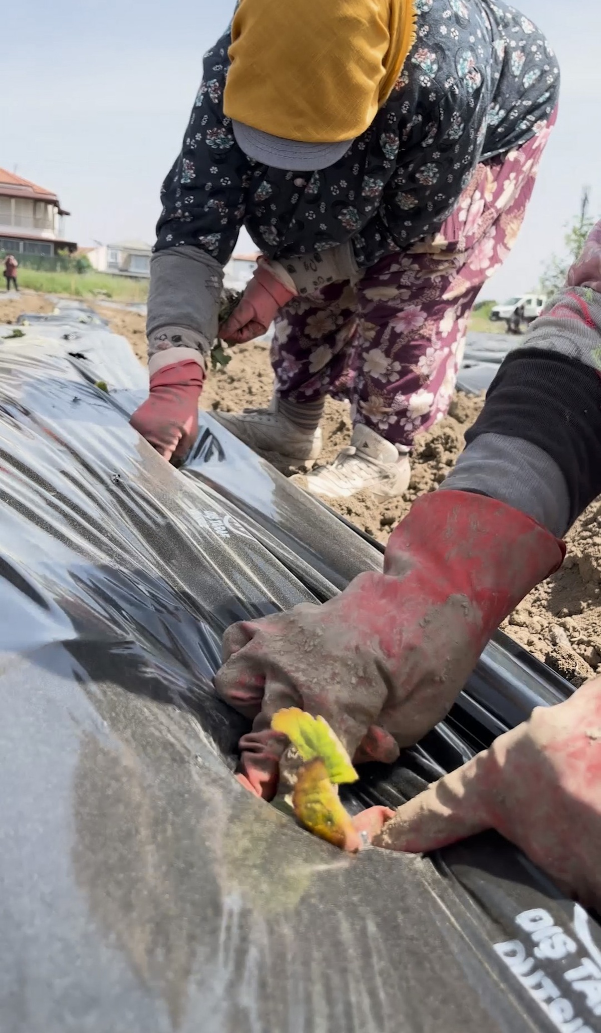 Ayvalık Belediye Başkanı Ergin, Kadın Çiftçiler Günü mesajında destek sözü verdi