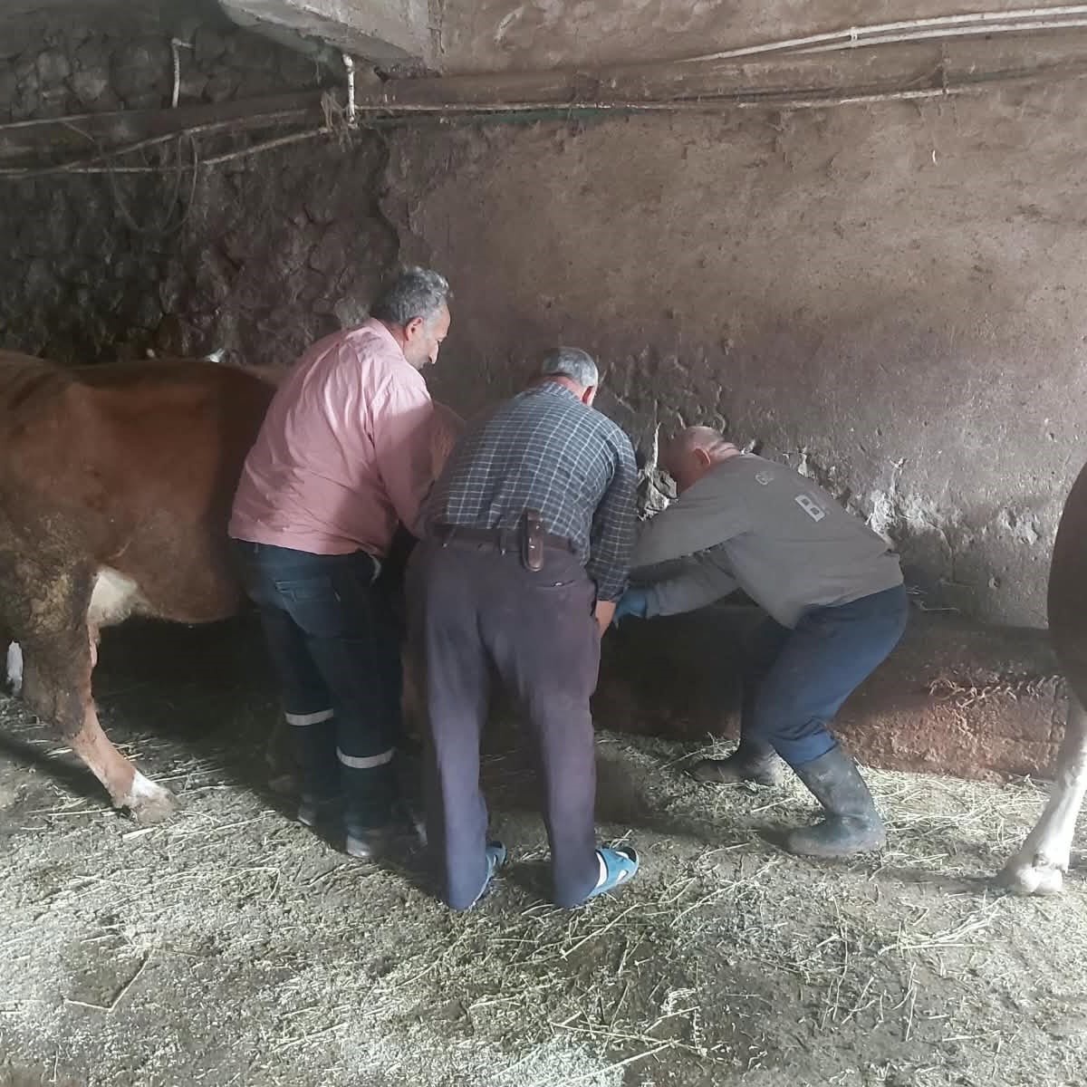 Bayburt Aydıntepe\'de Tarım ekipleri yavru atık bildirimi sonrası düşen küpeyi yeniledi