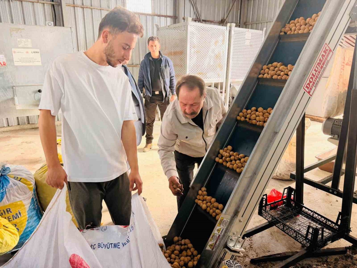 Gölpazarı Kaymakamı Titiz, yılda yaklaşık 400 ton ceviz kurutulan tesisi inceledi