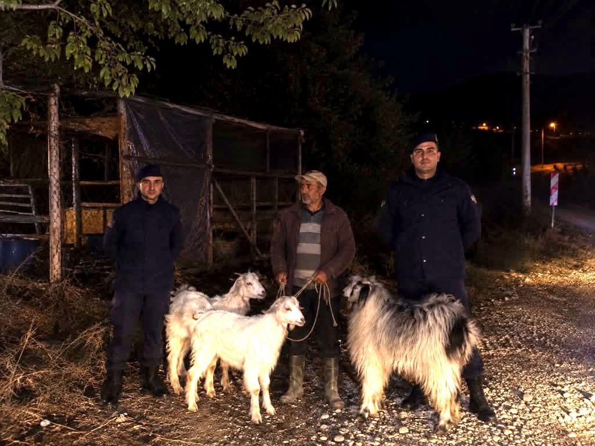Bilecik Söğüt\'te jandarmanın bulduğu 5 küçükbaş hayvan sahibine teslim edildi