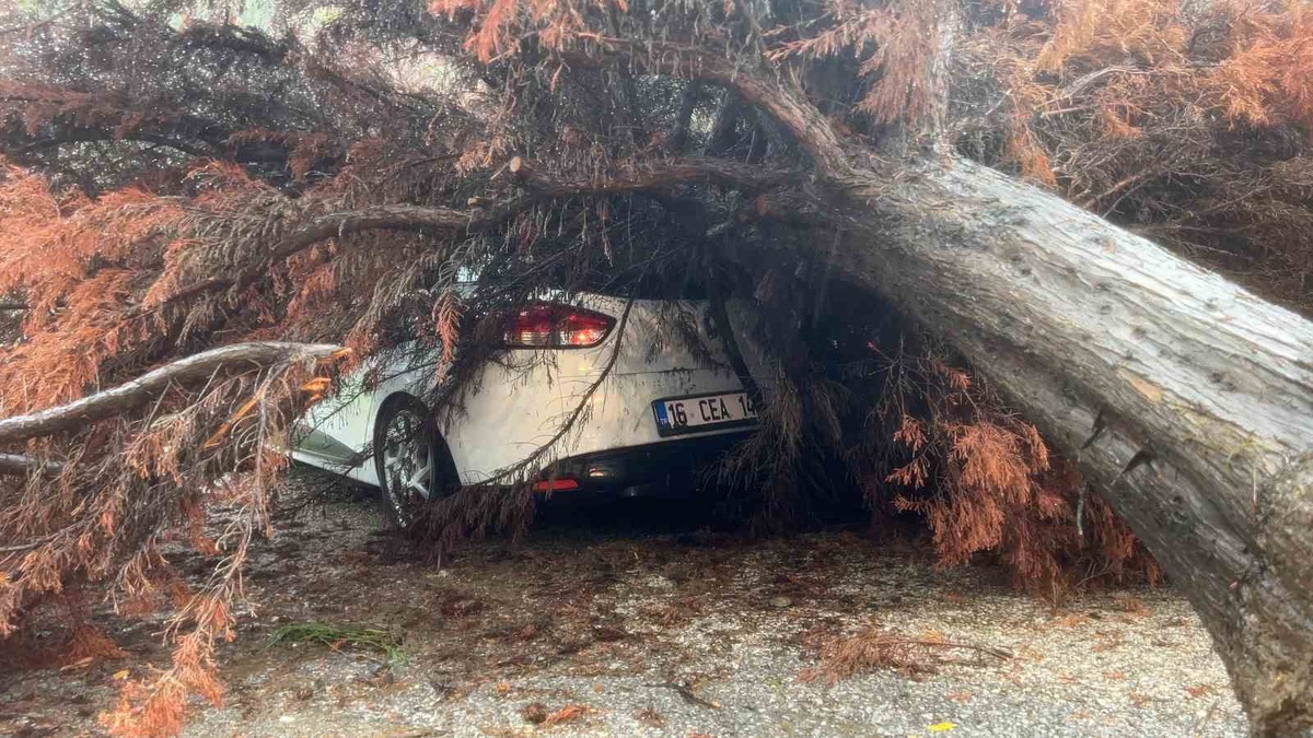 Bursa Mudanya\'da şiddetli yağışta devrilen ağaç park halindeki otomobile düştü
