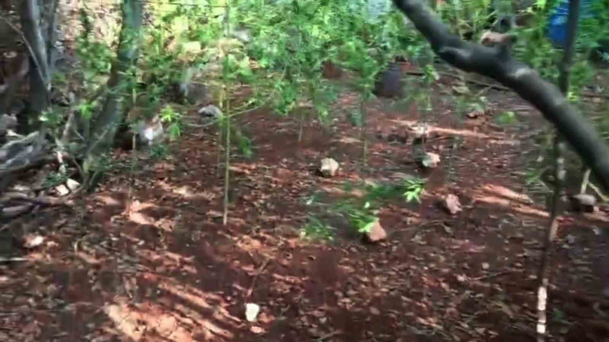 Hatay Altınözü\'nde kenevir eken şüpheli 56 kök skunk operasyonunda tutuklandı
