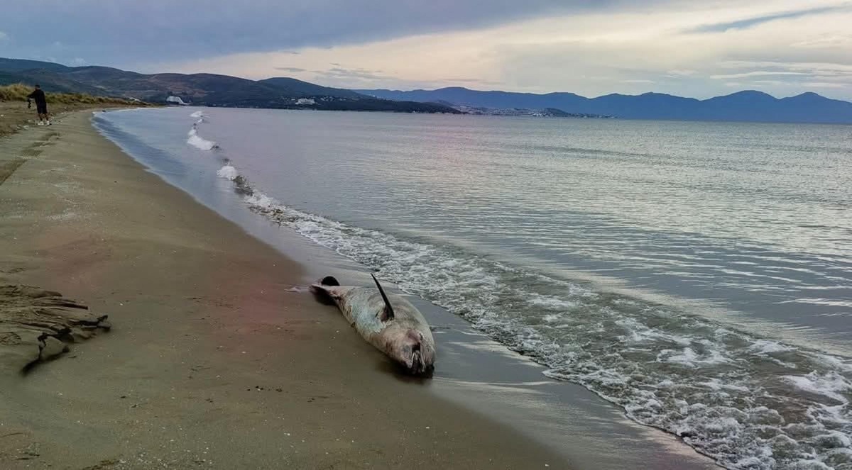 İzmir\'de son bir haftada 3 ölü yunus sahile vurdu, EKODOSD trol ağlarına dikkat çekti