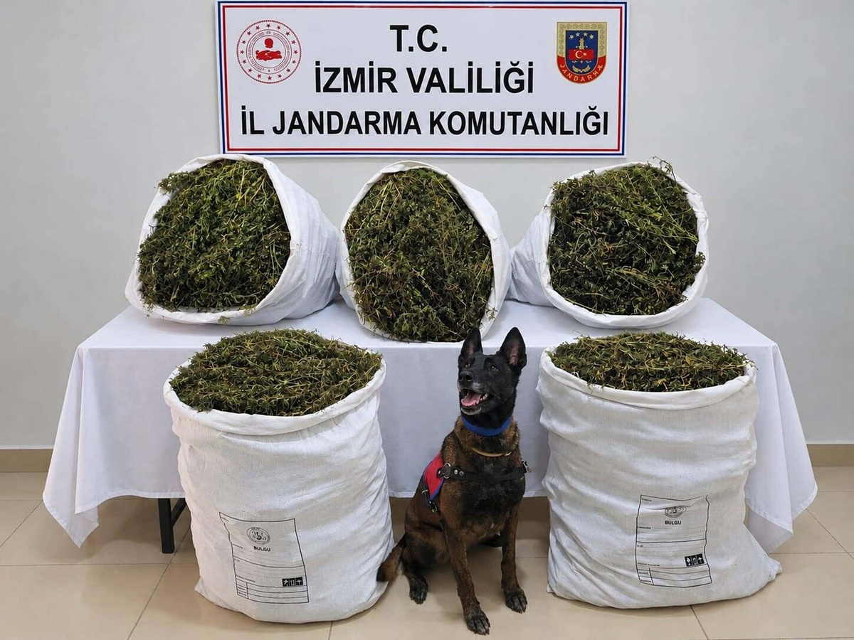 İzmir Tire\'de arazide 54 kilo 800 gram esrar ele geçirildi, 3 şüpheli tutuklandı