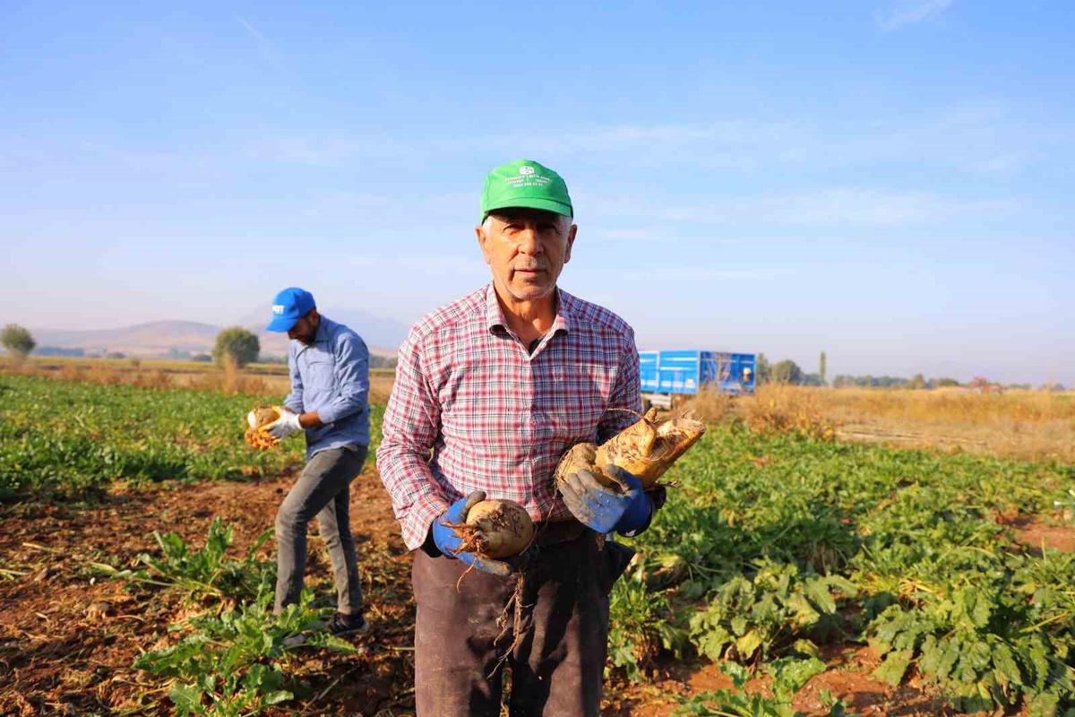 K.Maraş Elbistan\'da pancar hasadı başladı, 500 bin tona yakın rekolte bekleniyor