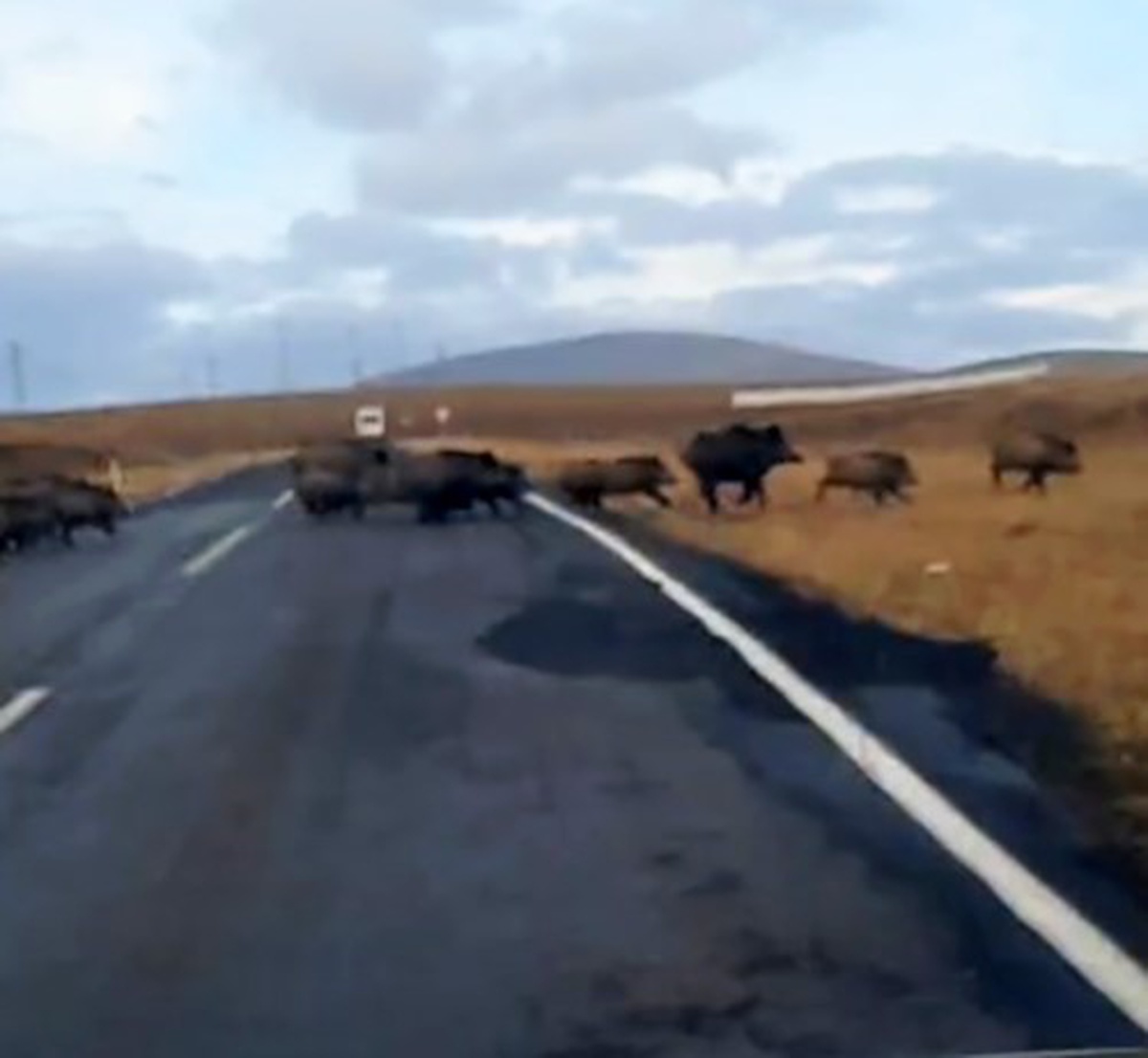 Kars-Göle karayolunda yolun karşısına geçen domuz sürüsü kameraya yakalandı