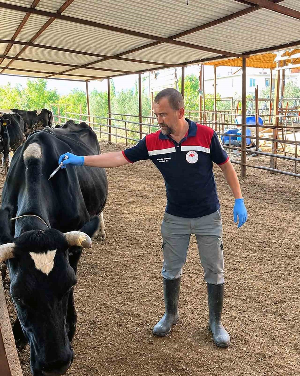 Ortaca Güzelyurt\'ta Şap ve Brucella aşılama çalışmaları devam ediyor