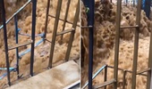 Pencereyi açıp dışarı bakınca kabusu yaşadı!