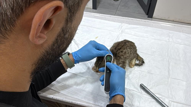 5 bin kişi hastanelik eden Tokat'taki salgın büyüyor! Korkutan kedi-köpek detayı