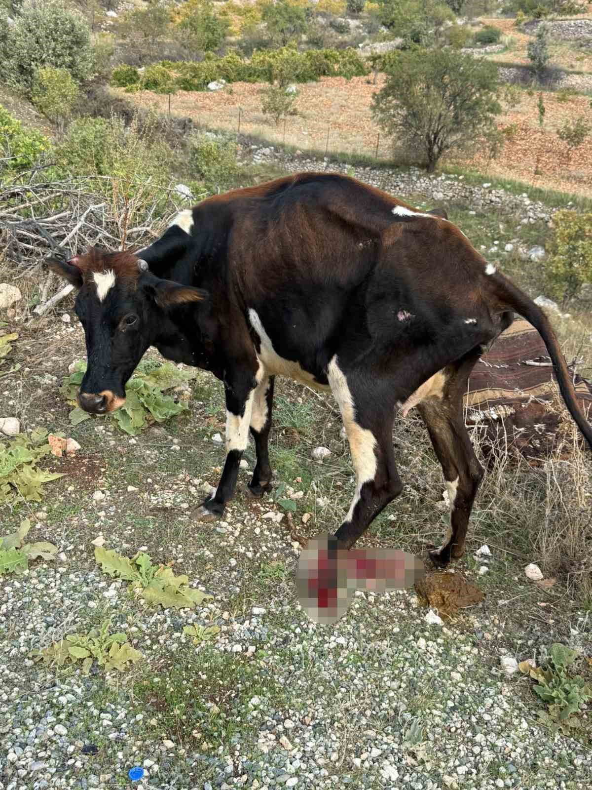 Batman Gercüş\'te pikabın çarptığı büyükbaş hayvan yaralandı, araç hasar gördü