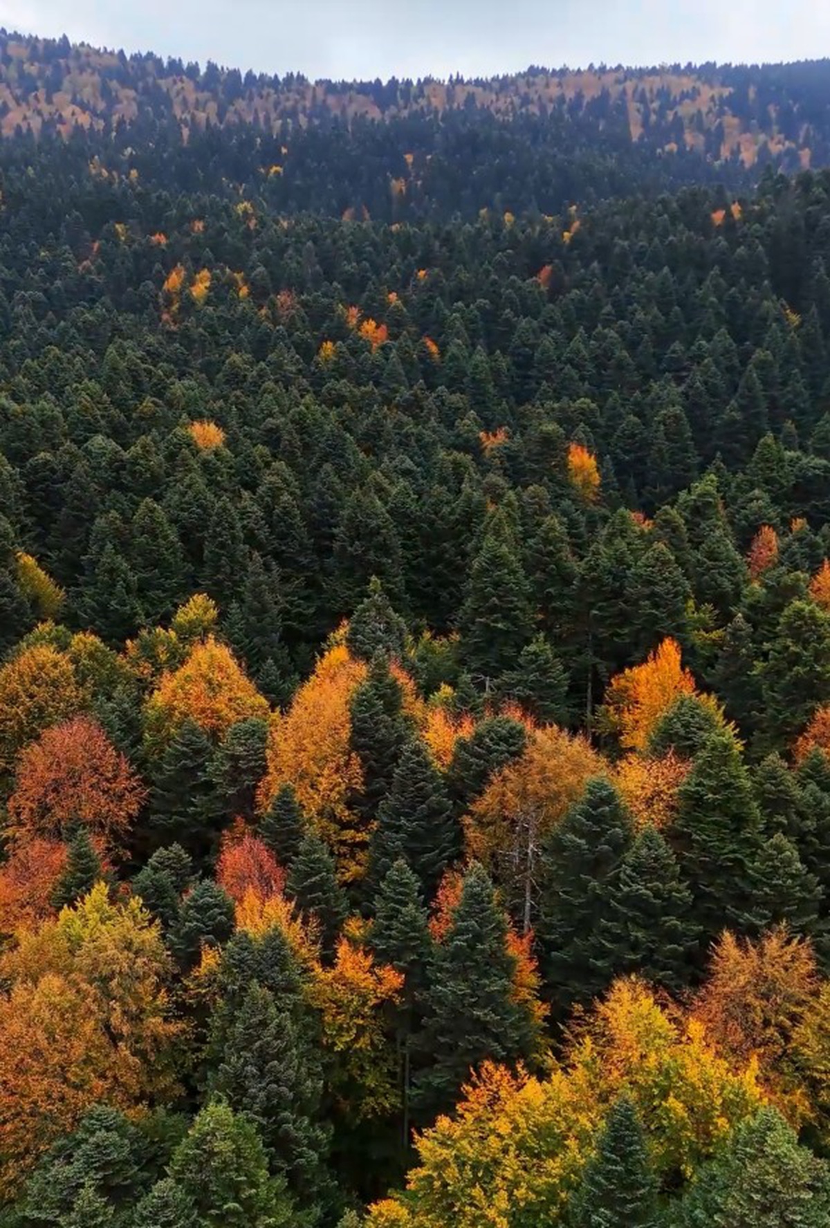 Bolu\'da Gölcük Tabiat Parkı çevresindeki ormanların sonbahar hali dronla görüntülendi