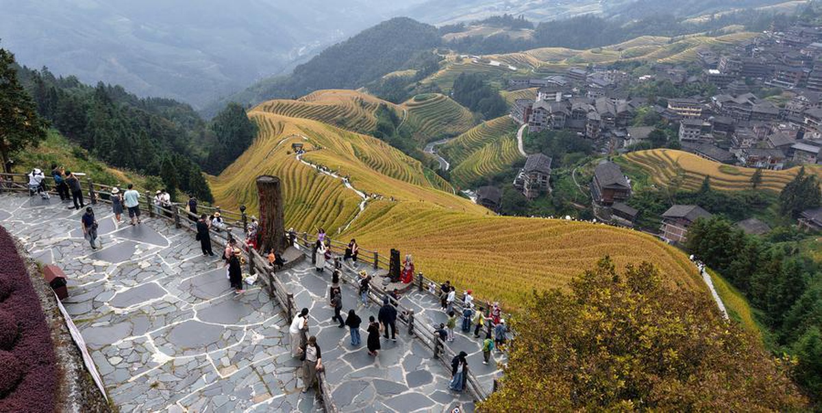 Guilin Longsheng\'de Longji pirinç terasları sonbaharda turistlerin ilgisini topladı