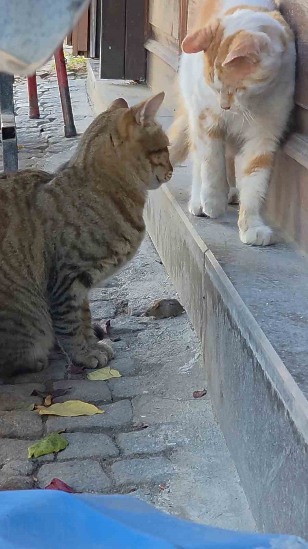 Edirne Saraçlar Caddesi\'nde tekir kedi, fareyi başka kediden korumak için nöbet tuttu
