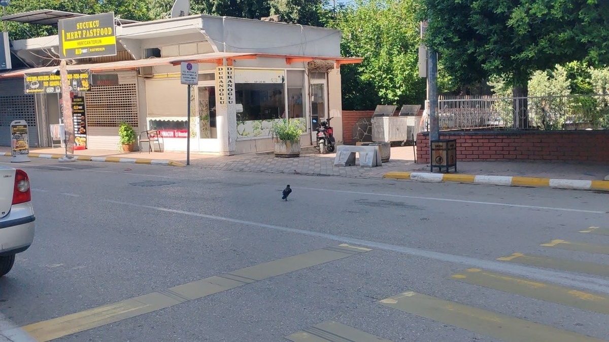 Erzin\'de kaybolan kargayı esnaf Süleyman Bakıcı geri getirilmesini istedi
