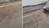 İstanbul'da şaşkına çeviren görüntü: Trafikte karşısına çıkan balığa yol verdi