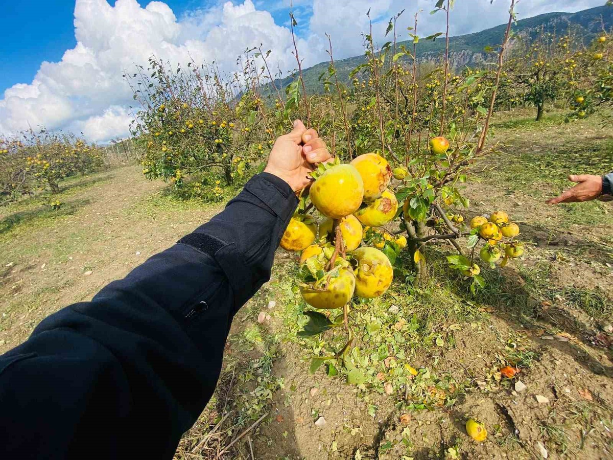 Adana Kozan\'da dolu zararı için ön hasar tespiti başlatıldı, başvuru çağrısı yapıldı