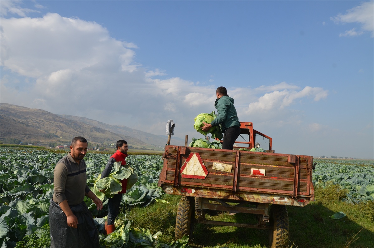 Muş Ovası\'nda lahana hasadı başladı, 13 bin 500 ton ürün bekleniyor