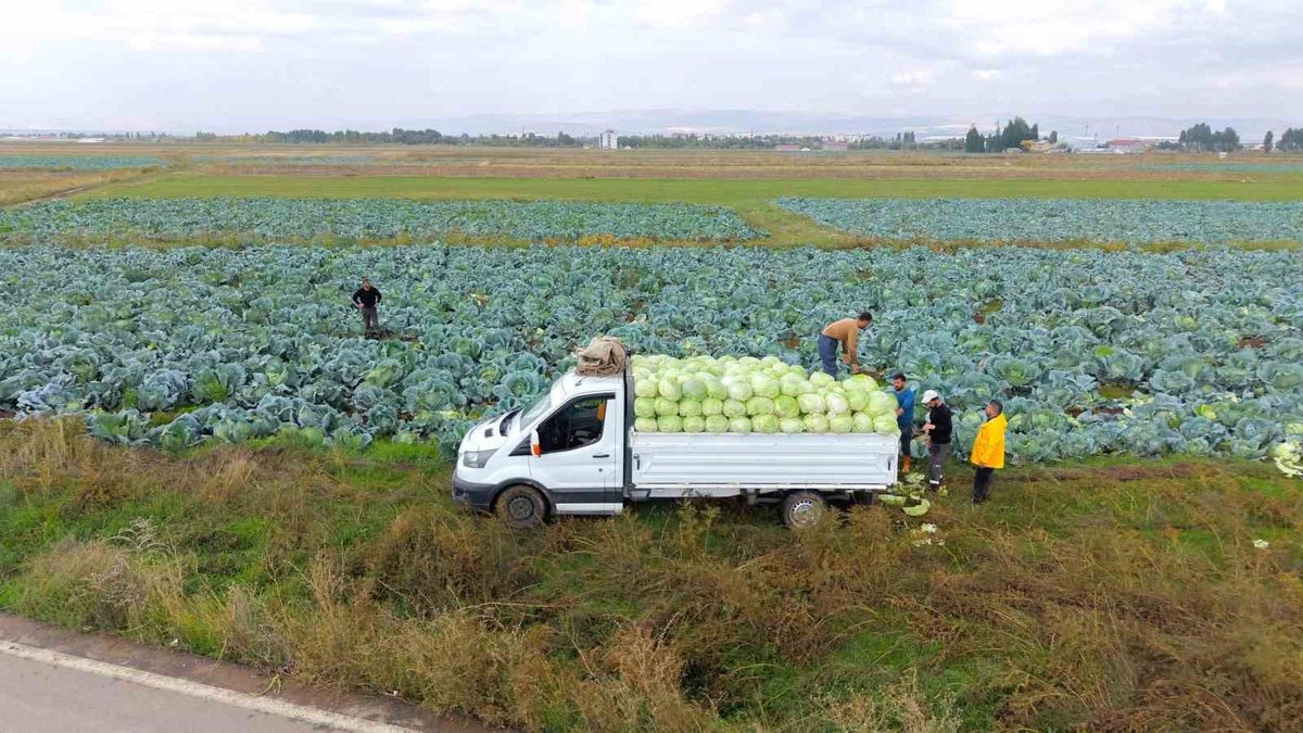 Muş\'ta 4 bin dekarda lahana hasadı başladı, 165 milyon lira katkı bekleniyor