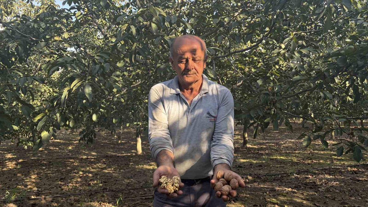 Osmaniye Bahçe\'de ceviz hasadına başlandı, üretici 250 lirayı kurtarıcı görüyor