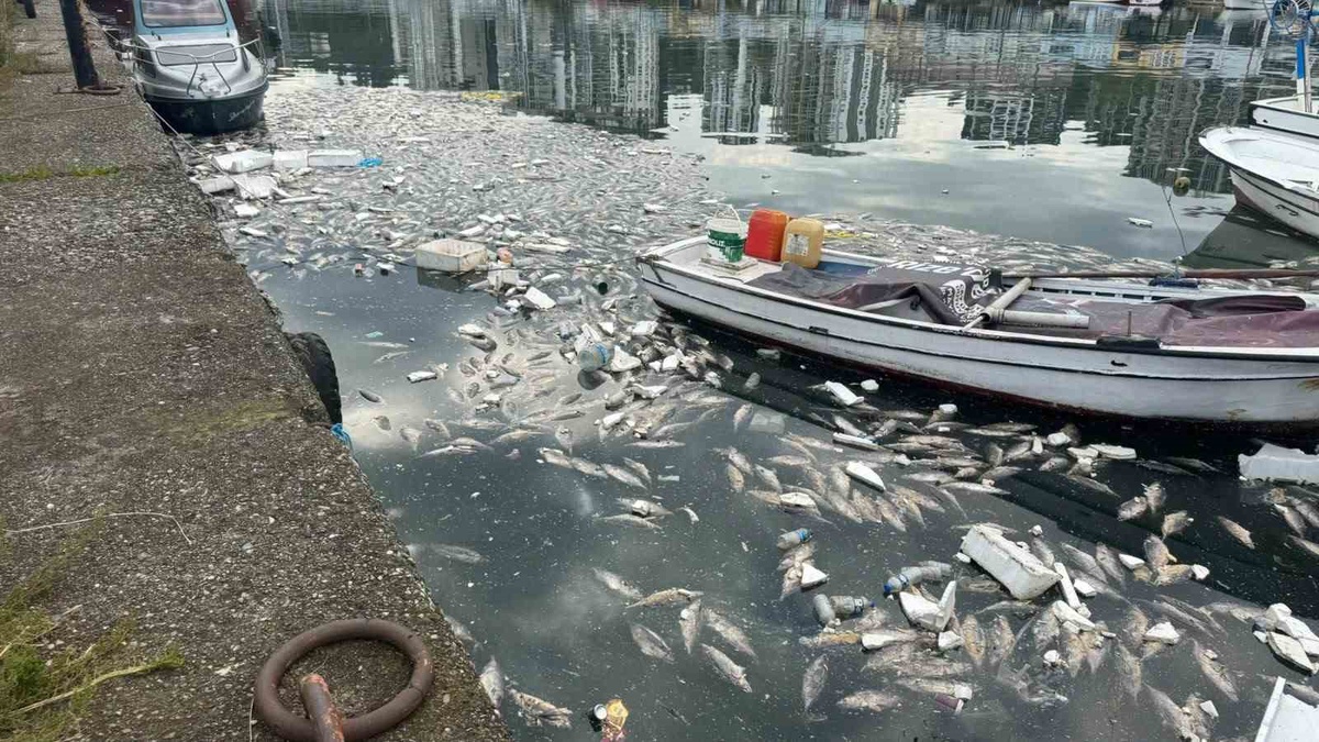 Rize Pazar\'da denize dökülen ezilmiş palamutlar koku ve deniz kirliliğine yol açtı