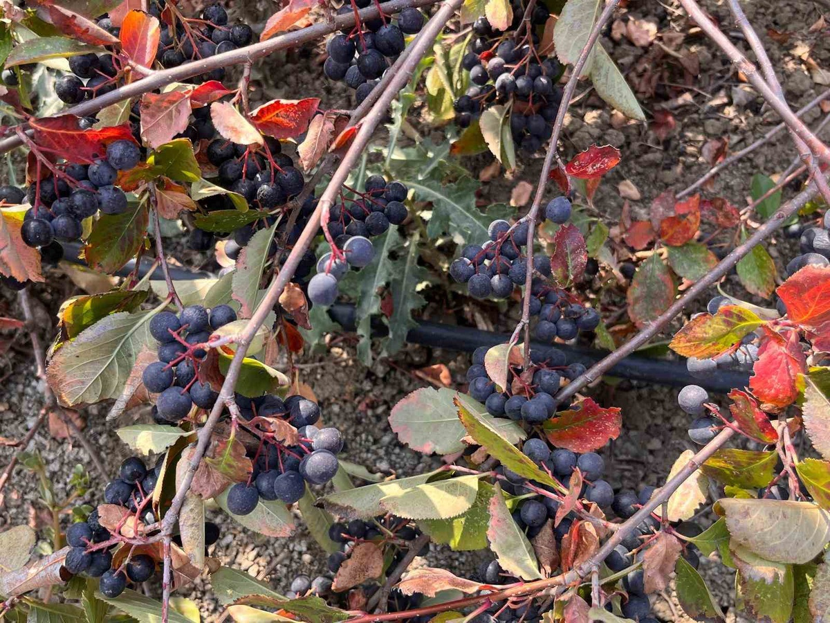 Tekirdağ Hayrabolu\'da çiftçi Demirbaş, 5 dönümde bu yıl 2 ton aronya hasat etti