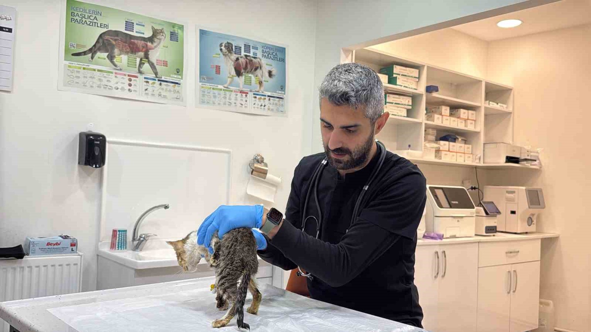 Tokat\'ta norovirüs salgınında kedi ve köpeklerde de benzer belirtiler görüldü