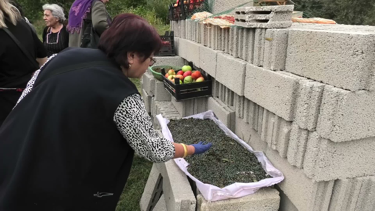 Yozgat\'ta doğal menengiç popülasyonu kuraklık ve iklim değişikliğiyle tehdit ediliyor