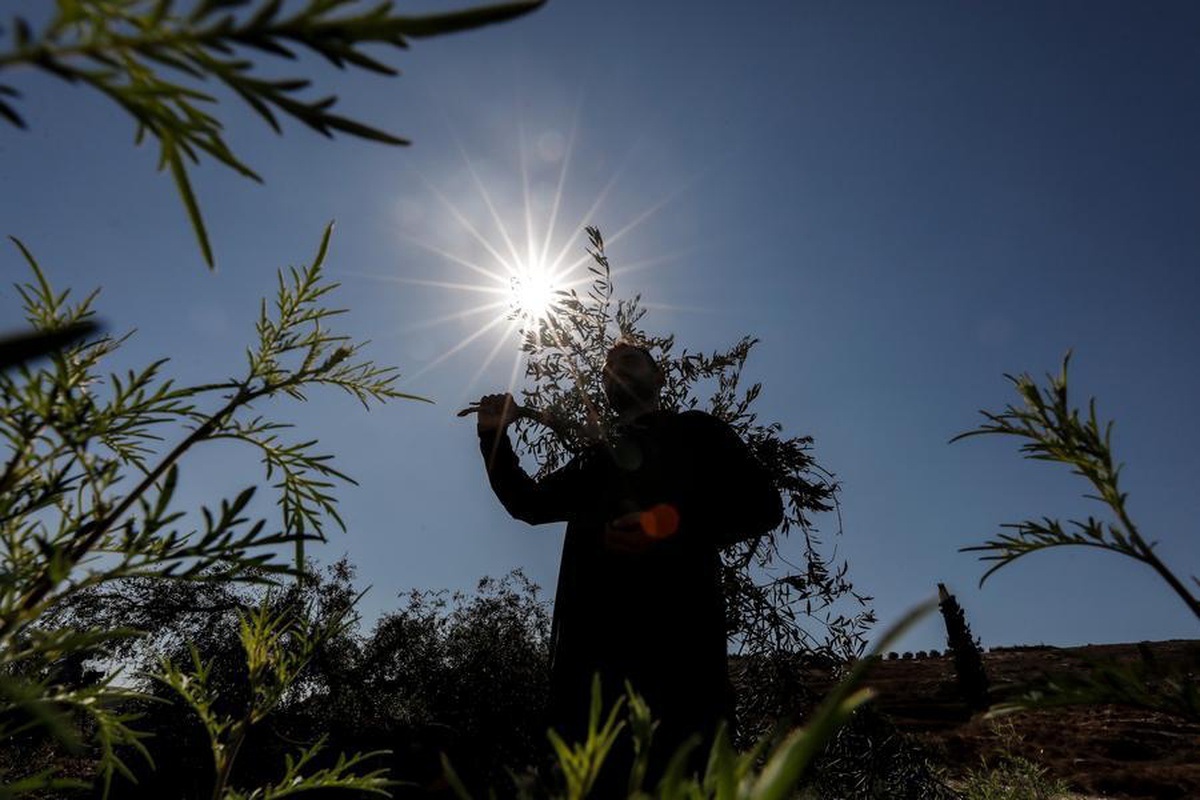 Batı Şeria\'da zeytin hasadına saldırı: ABD\'li gazeteci yaralandı