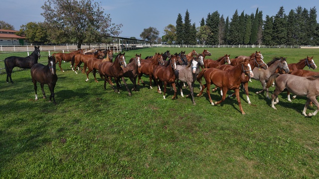 Bursa'da yetiştirilen tay 12 milyon 50 bin liraya satıldı