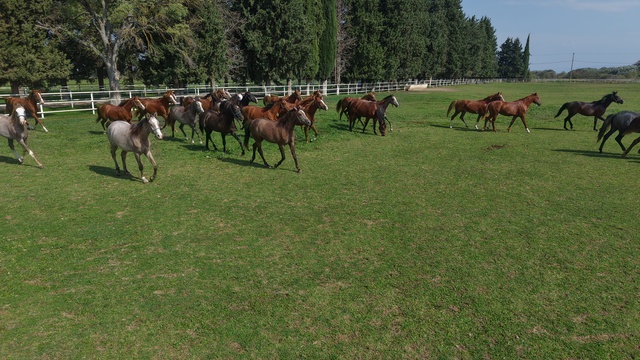 Bursa'da yetiştirilen tay 12 milyon 50 bin liraya satıldı