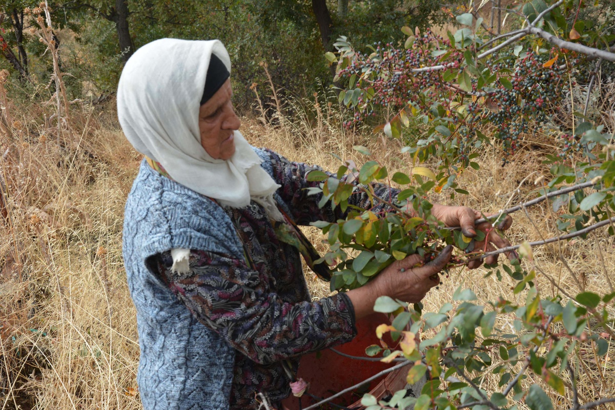 Manisa Demirci\'de 78 yaşındaki Zeynep Sönmez çitlembiği kadınlarla topluyor