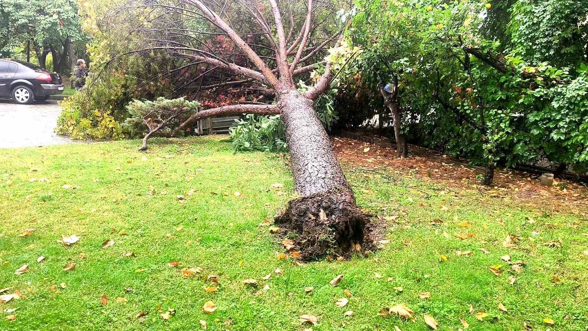 Muğla Menteşe\'de yağış sonrası çam ağacı park halindeki otomobilin üzerine devrildi